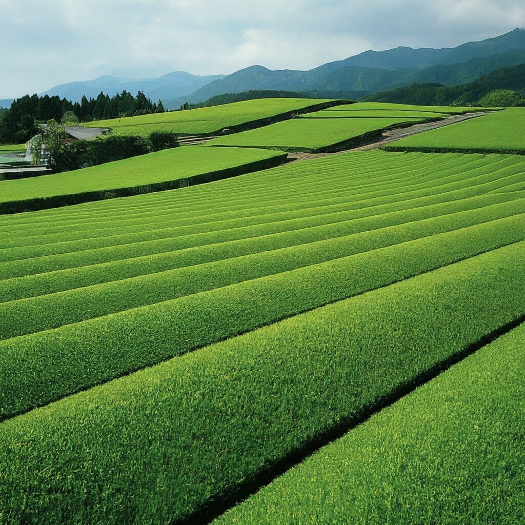 Gyokuru Discovering Gyokuro Tea: The Pinnacle of Japanese Green Tea - Ste Magazine